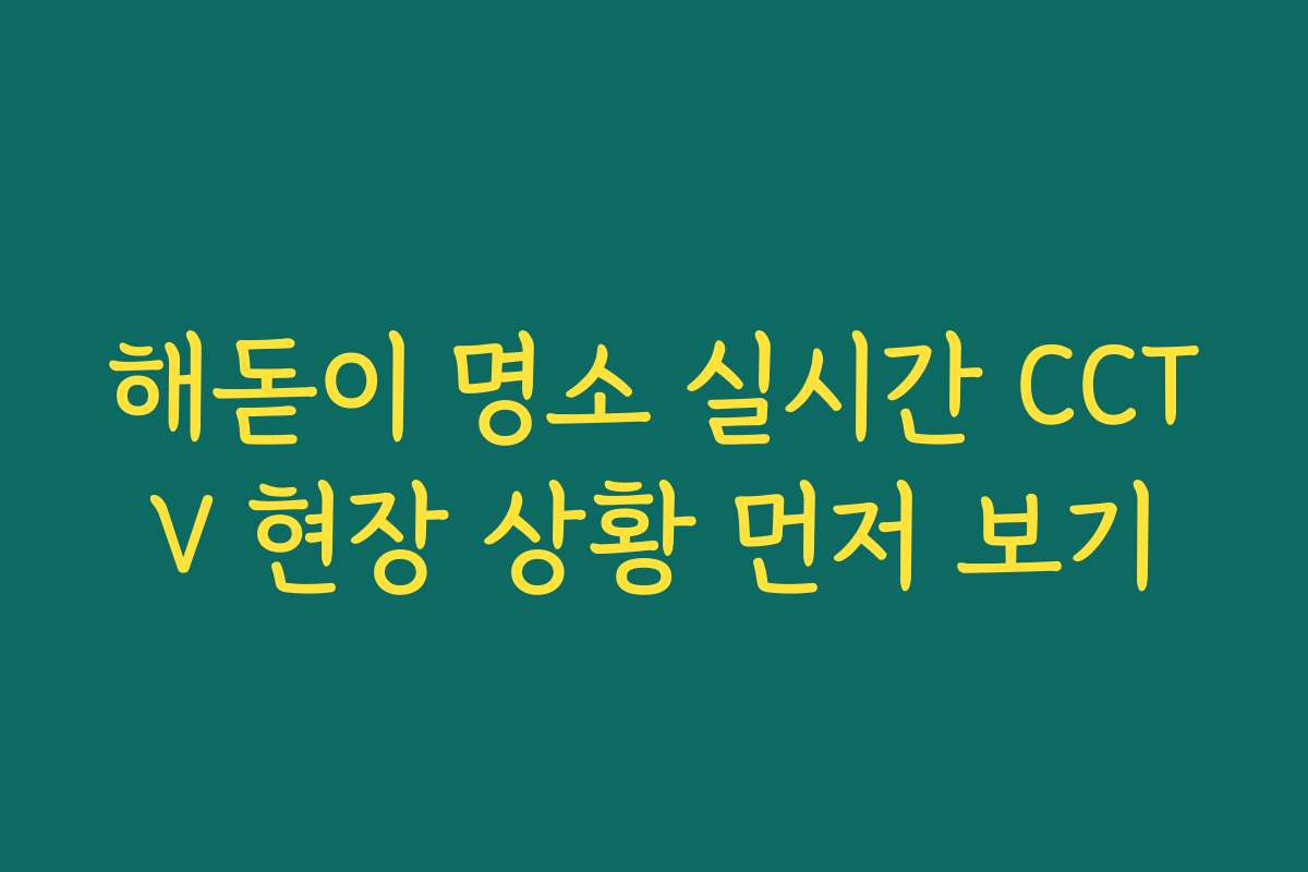 해돋이 명소 실시간 CCTV 현장 상황 먼저 보기 해돋이 명소 실시간 CCTV 현장 상황 먼저 보기