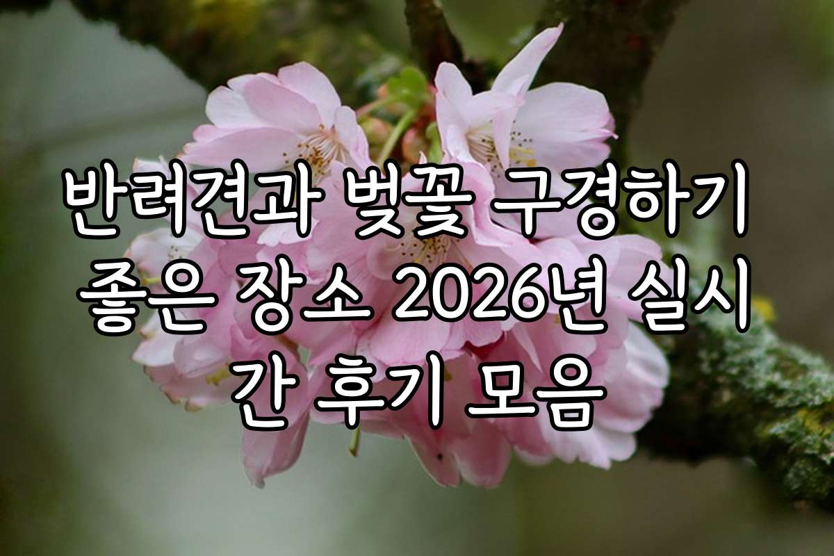 반려견과 벚꽃 구경하기 좋은 장소 2026년 실시간 후기 모음