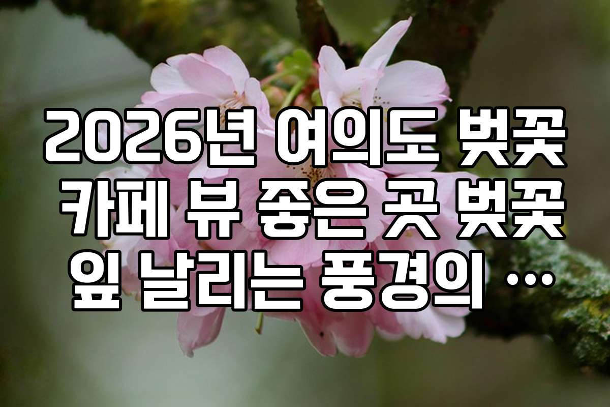 2026년 여의도 벚꽃 카페 뷰 좋은 곳 벚꽃 잎 날리는 풍경의 창문 뷰