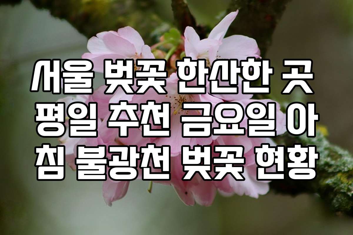 서울 벚꽃 한산한 곳 평일 추천 금요일 아침 불광천 벚꽃 현황