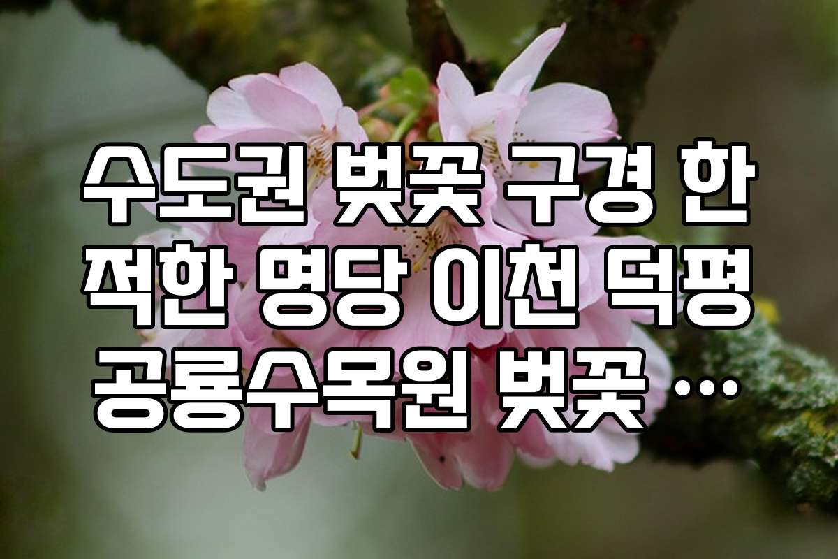 수도권 벚꽃 구경 한적한 명당 이천 덕평공룡수목원 벚꽃 풍경