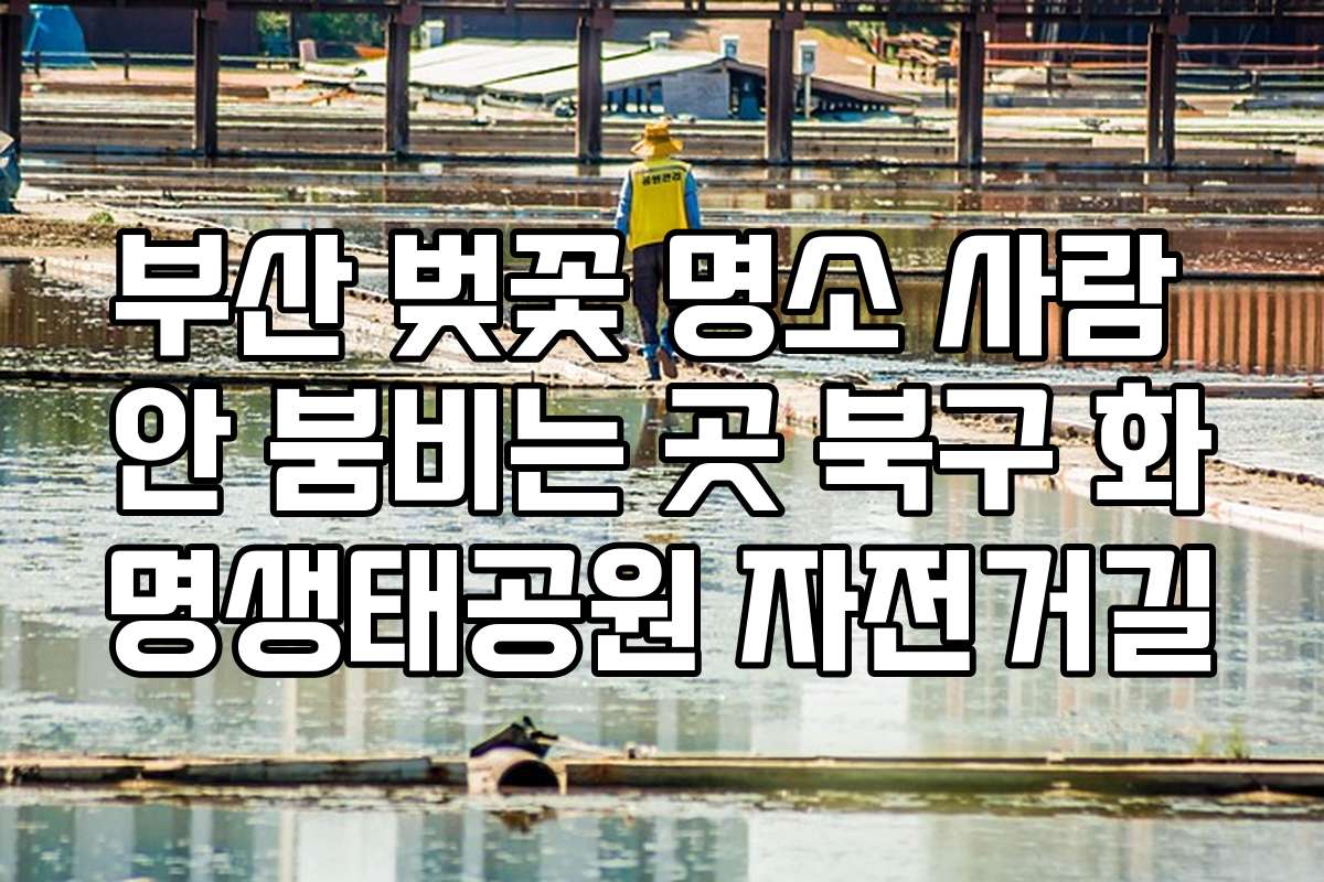 부산 벚꽃 명소 사람 안 붐비는 곳 북구 화명생태공원 자전거길