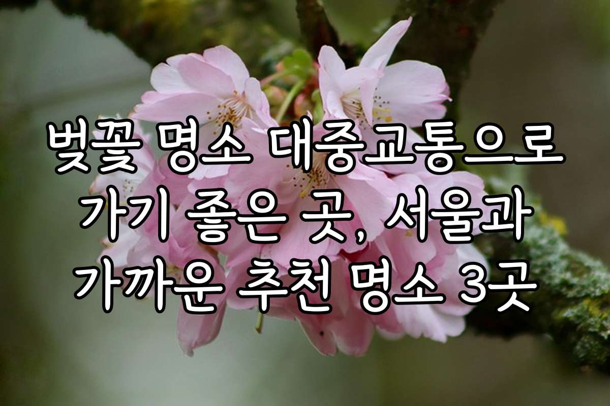 벚꽃 명소 대중교통으로 가기 좋은 곳, 서울과 가까운 추천 명소 3곳