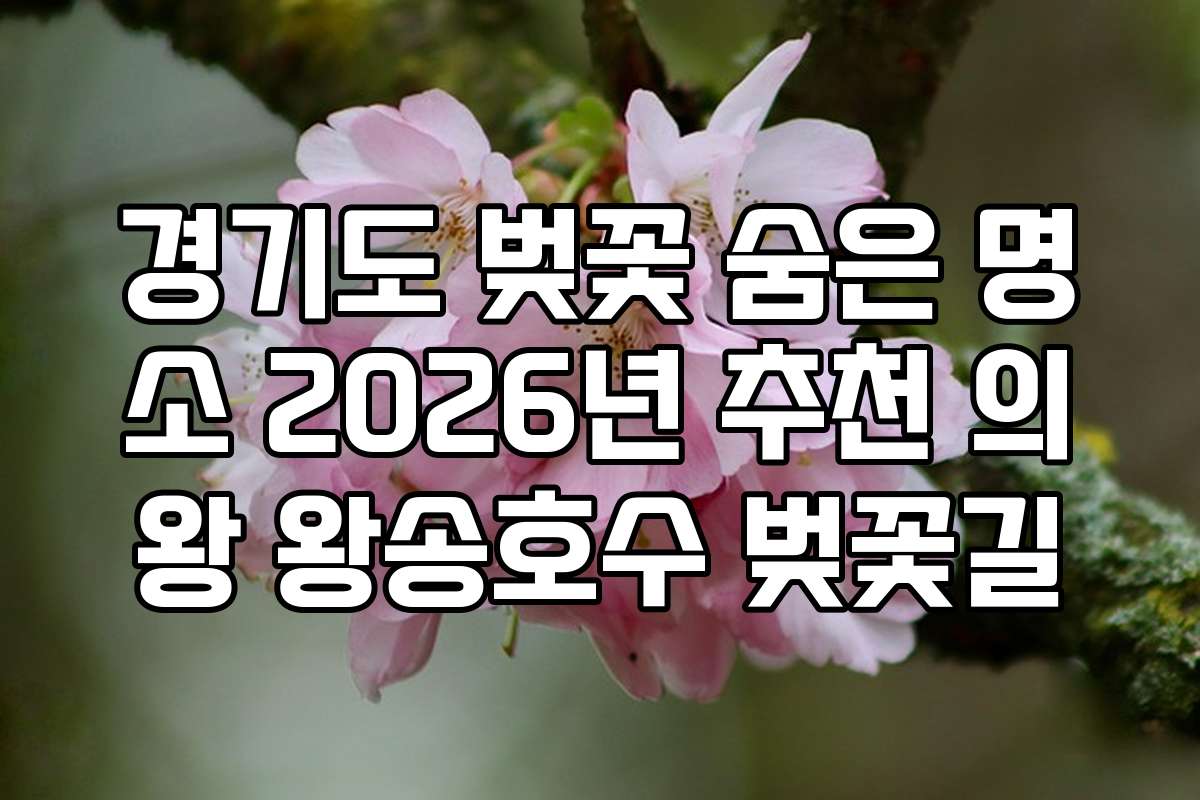 경기도 벚꽃 숨은 명소 2026년 추천 의왕 왕송호수 벚꽃길