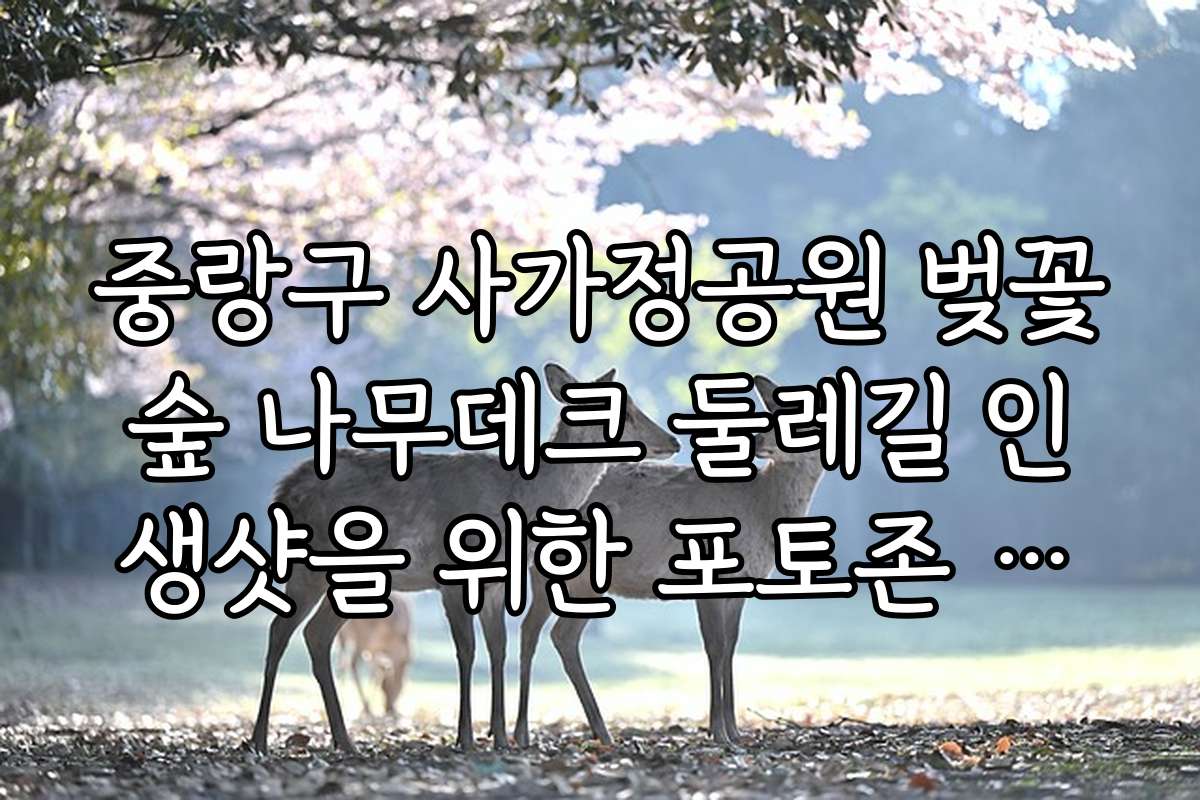 중랑구 사가정공원 벚꽃숲 나무데크 둘레길 인생샷을 위한 포토존 위치별 소개