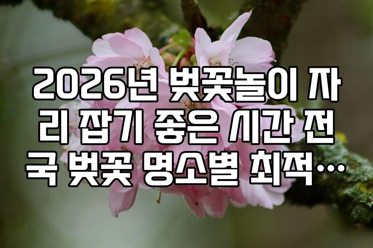2026년 벚꽃놀이 자리 잡기 좋은 시간 전국 벚꽃 명소별 최적 방문 시각