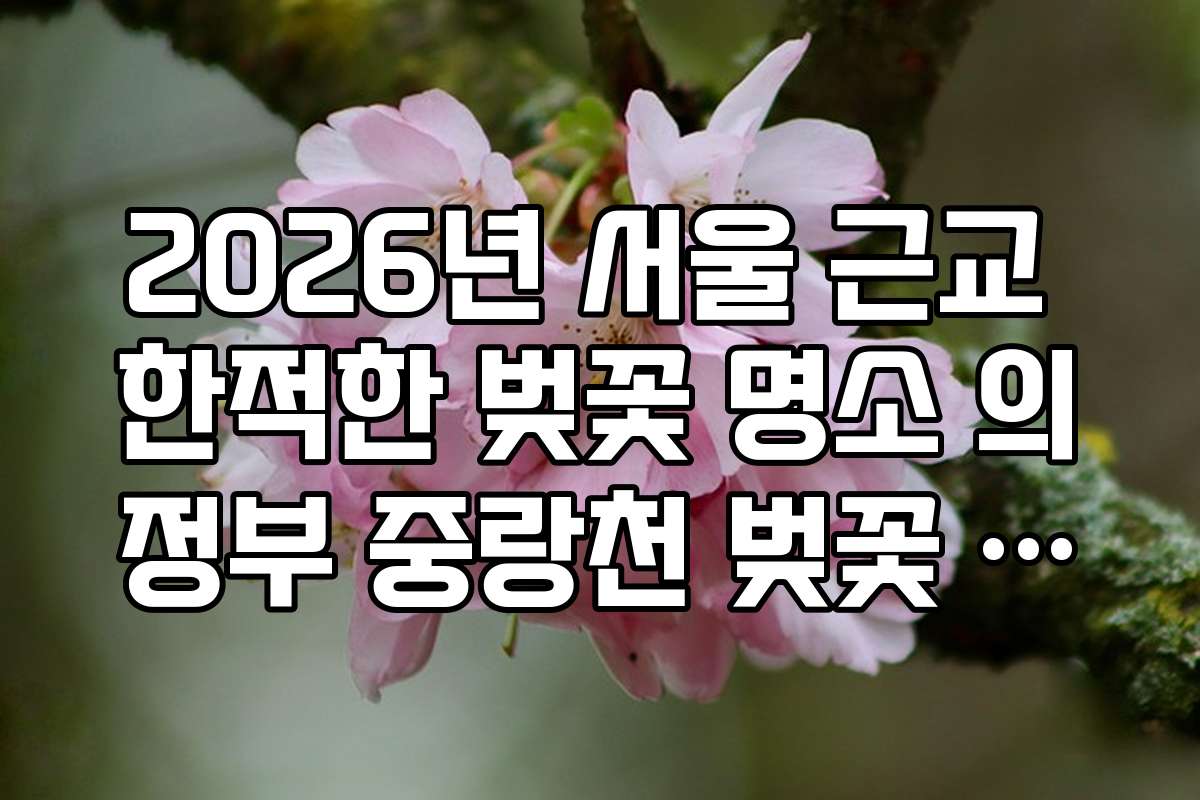 2026년 서울 근교 한적한 벚꽃 명소 의정부 중랑천 벚꽃 산책로