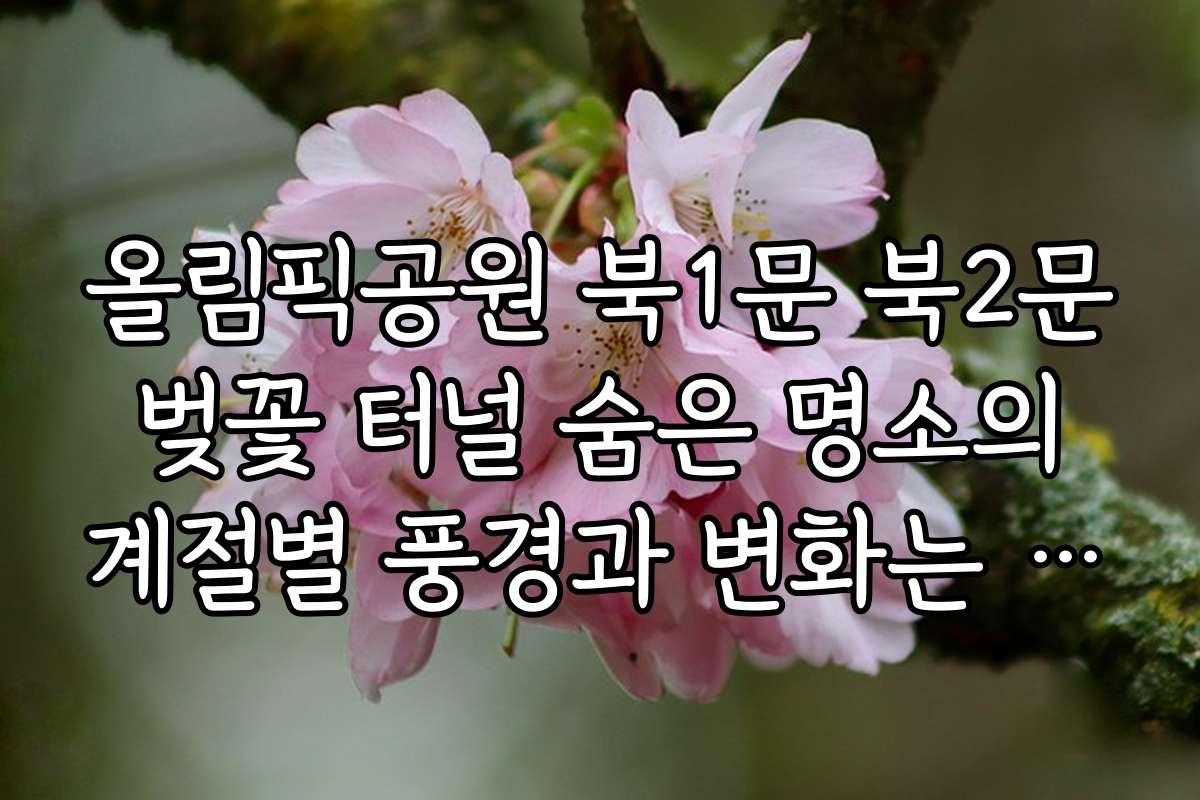 올림픽공원 북1문 북2문 벚꽃 터널 숨은 명소의 계절별 풍경과 변화는 어떤가요