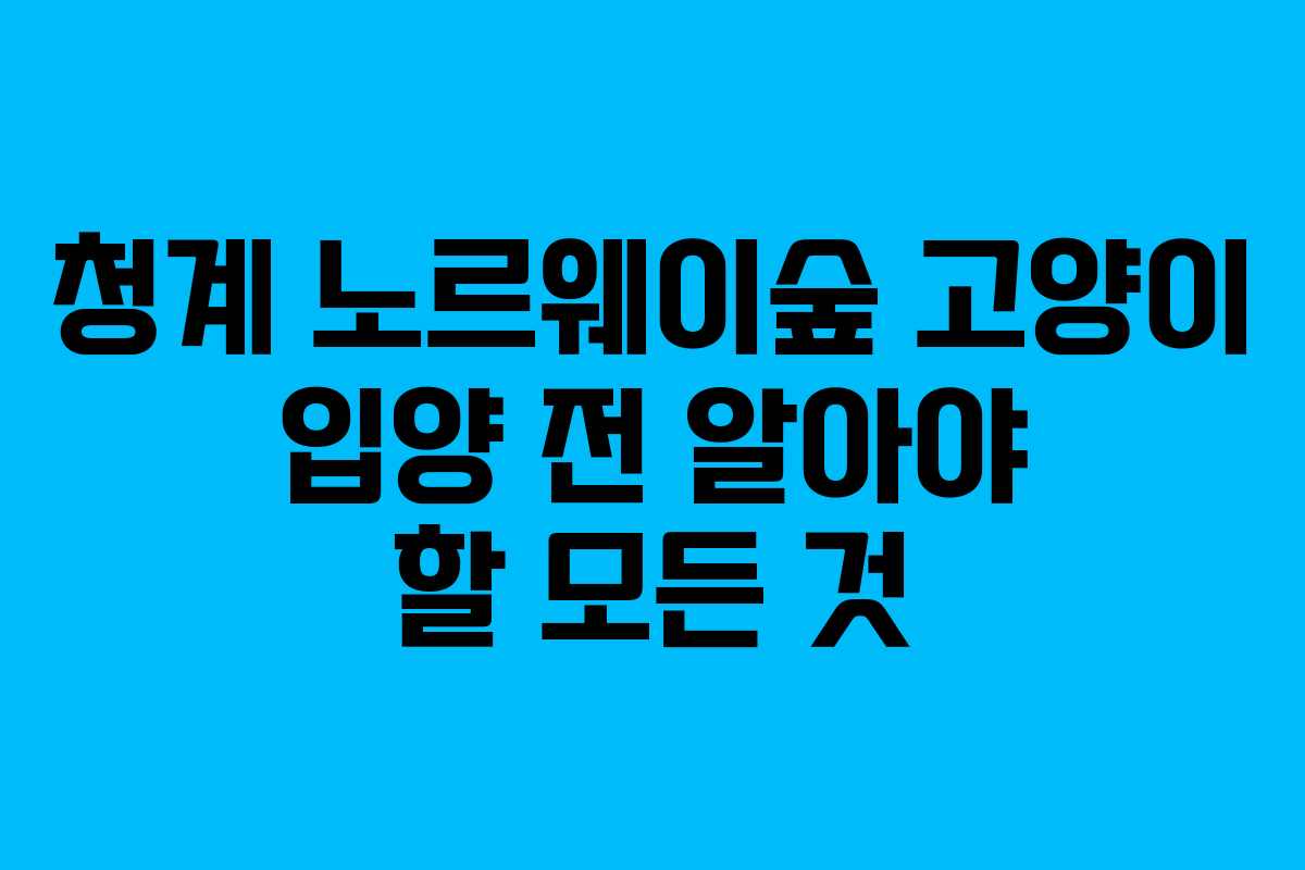 청계 노르웨이숲 고양이 입양 전 알아야 할 모든 것