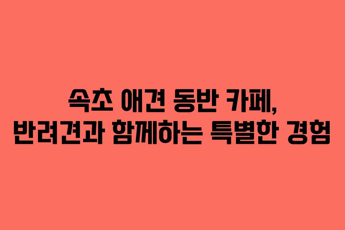 속초 애견 동반 카페, 반려견과 함께하는 특별한 경험